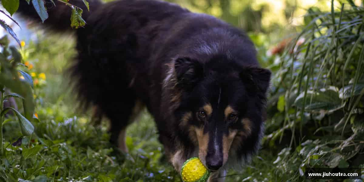 球速体育平台不惧挑战，迎接胜利。